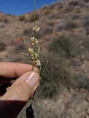Cuscuta tuberculata