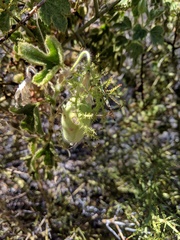 Passiflora palmeri