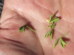 Wiborgia