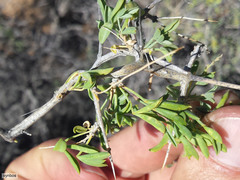 Wiborgia