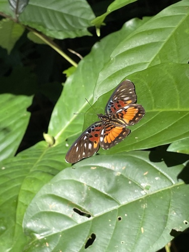Incipient False Acraea