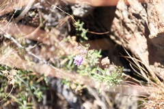 Selago flanaganii