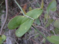 Smilax aspera