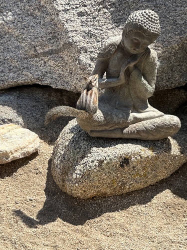 Merriam's Chipmunk, Santa Rosa and San Jacinto Mountains National Monument, Mountain Center, CA, US, photo 5 of 10