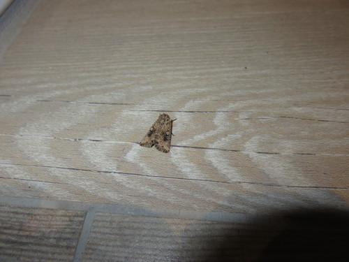 Mythimna languida