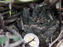 Ariocarpus bravoanus bravoanus
