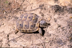 Testudo graeca armeniaca