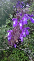Salvia pennellii
