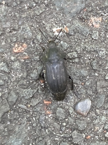 Sad Carrion Beetle photo 4
