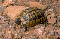 Testudo graeca graeca