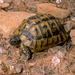 Moorish Tortoise - Photo (c) Roberto Sindaco, some rights reserved (CC BY-NC-SA), uploaded by Roberto Sindaco
