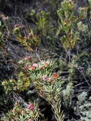 Leucadendron brunioides brunioides