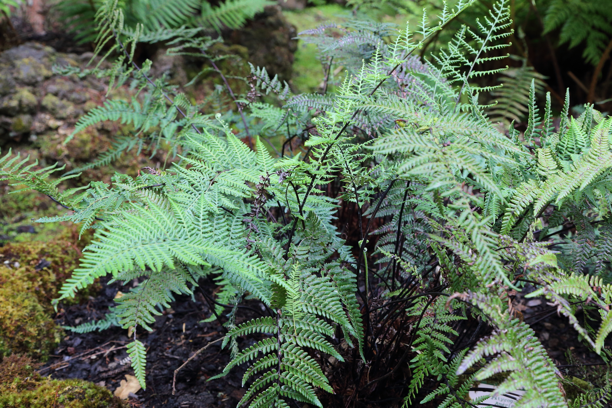 Pityrogramma ebenea