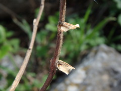 Scutellaria sibthorpii