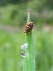 Storeus albosignatus