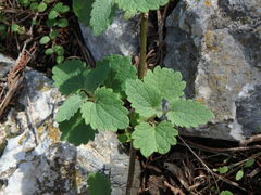 Scutellaria sibthorpii