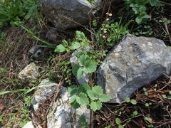 Scutellaria sibthorpii