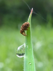Storeus albosignatus