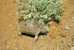 Testudo graeca ibera