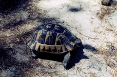 Testudo graeca ibera