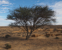 Vachellia tortilis raddiana