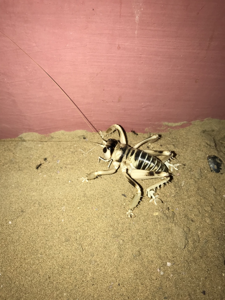 Schizodactyloidea