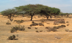 Vachellia tortilis raddiana