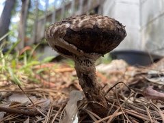 Strobilomyces strobilaceus image