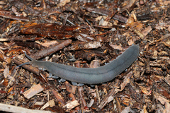 Peripatopsis bolandi