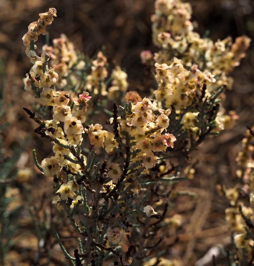 Haloxylon scoparium