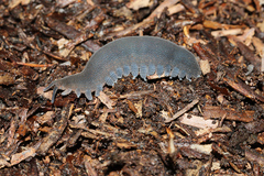 Peripatopsis bolandi