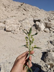Ditaxis brandegeei