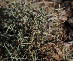 Haloxylon scoparium