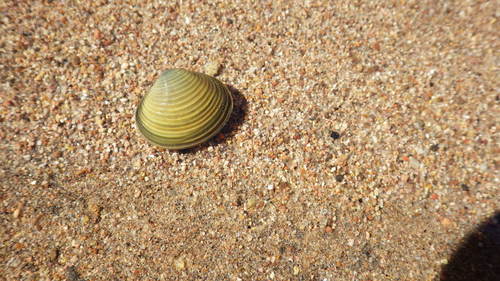 Purple-Nacre Clam