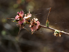 Noaea mucronata