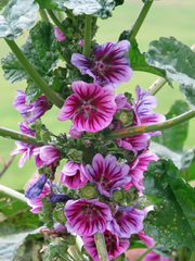 Malva sylvestris