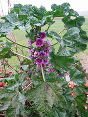 Malva sylvestris