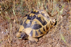 Testudo hermanni boettgeri