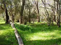 Eucalyptus gomphocephala