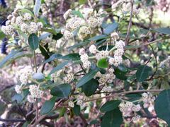 Spyridium globulosum