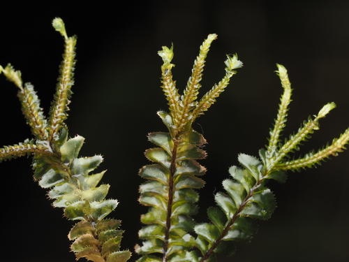 Plagiochila superba