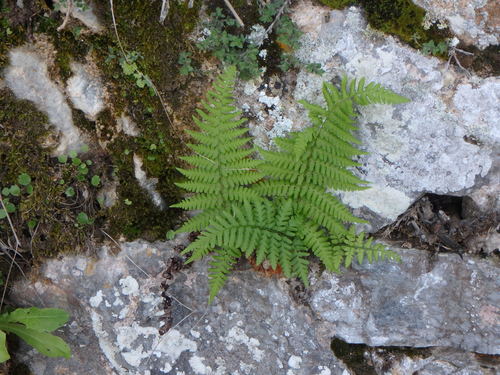 Image of Dryopteris pallida by (c) Daniel Cahen, some rights reserved (CC BY)