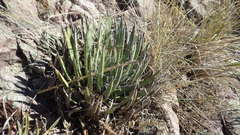 Agave polianthiflora