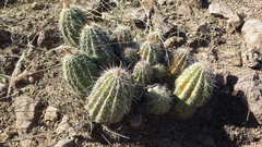 Echinocereus stolonifer tayopensis