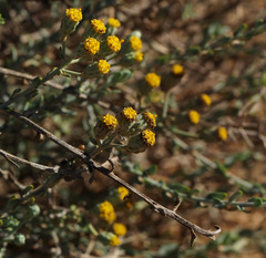 Achillea fragrantissima