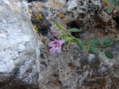 Micromeria microphylla