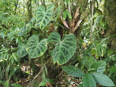 Philodendron verrucosum image