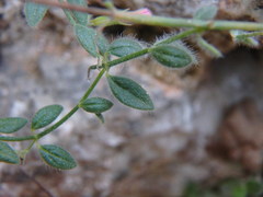 Micromeria microphylla