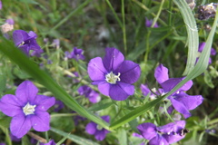 Legousia speculum-veneris