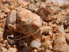 Trachypetrella anderssonii